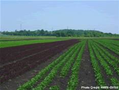 Row crop agriculture.
